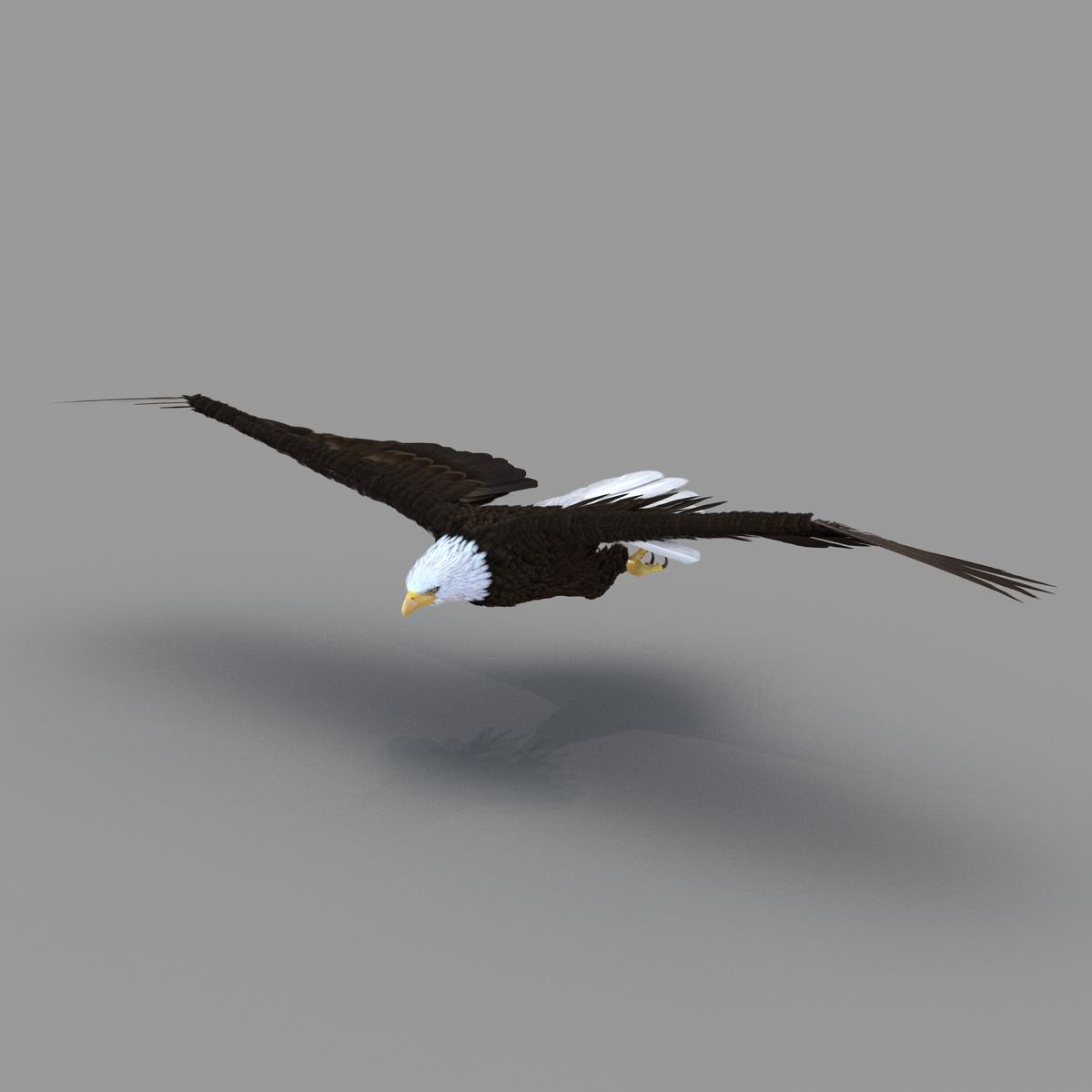 3d Bald Eagle Animation