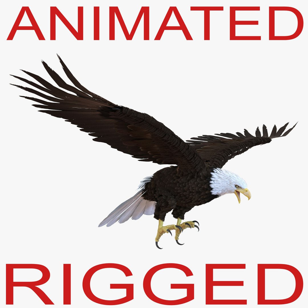 Bald Eagle Animated 3D model preview