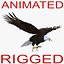 3d bald eagle animation