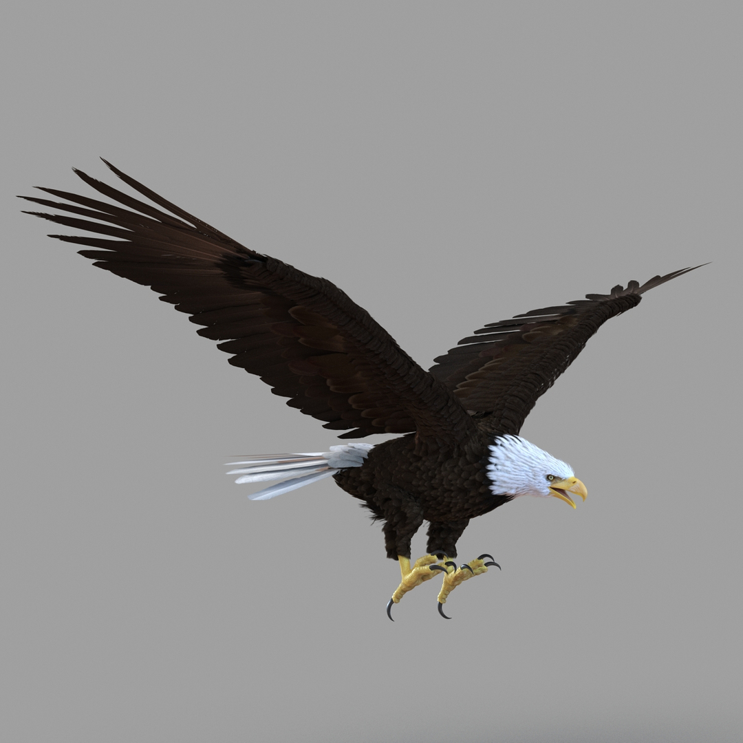 3d Bald Eagle Animation