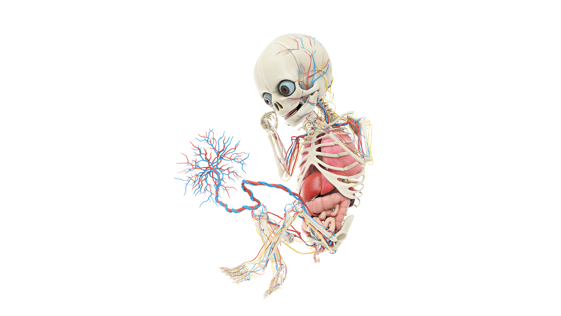 Fetus Anatomy Week 33 Static Model Biology Diagrams