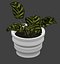 Calathea Interior Plant