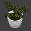 Calathea Interior Plant