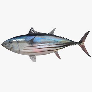 skipjack tuna 3d max