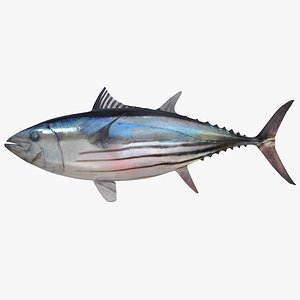 Skipjack Tuna