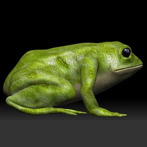 Green Frog 3D model