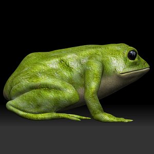 Green Frog