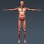 3d model human male body muscular