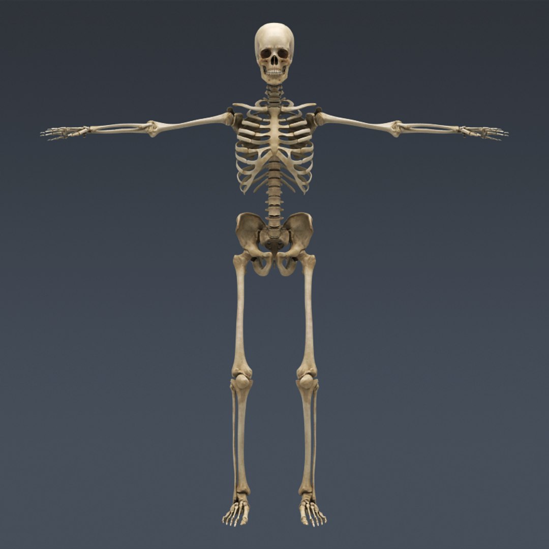 3d model human male body muscular