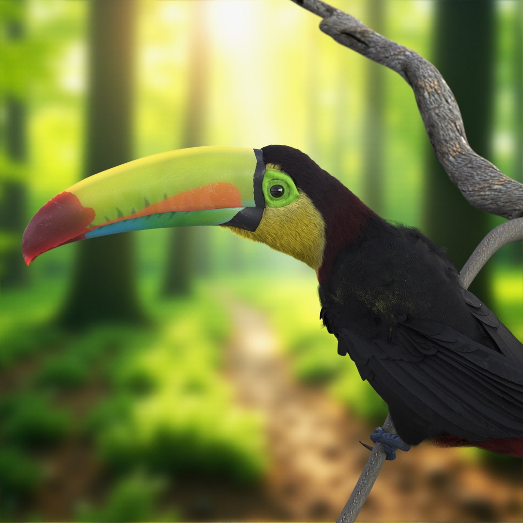 Keel Billed Toucan Perched on Branch Fur for Cinema 4D 3D model preview