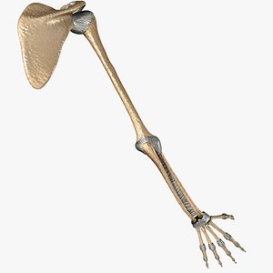 Human Arm - Bones & Ligaments