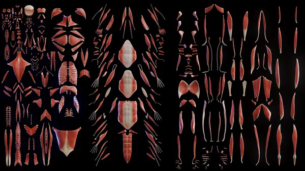 modelo 3d Sistemas esqueléticos y musculares masculinos humanos ...
