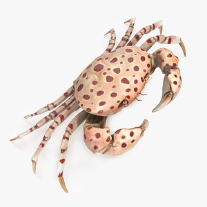 Dotted Crab - Liagore Rubromaculata 3D