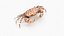 Dotted Crab - Liagore Rubromaculata