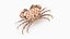 Dotted Crab - Liagore Rubromaculata