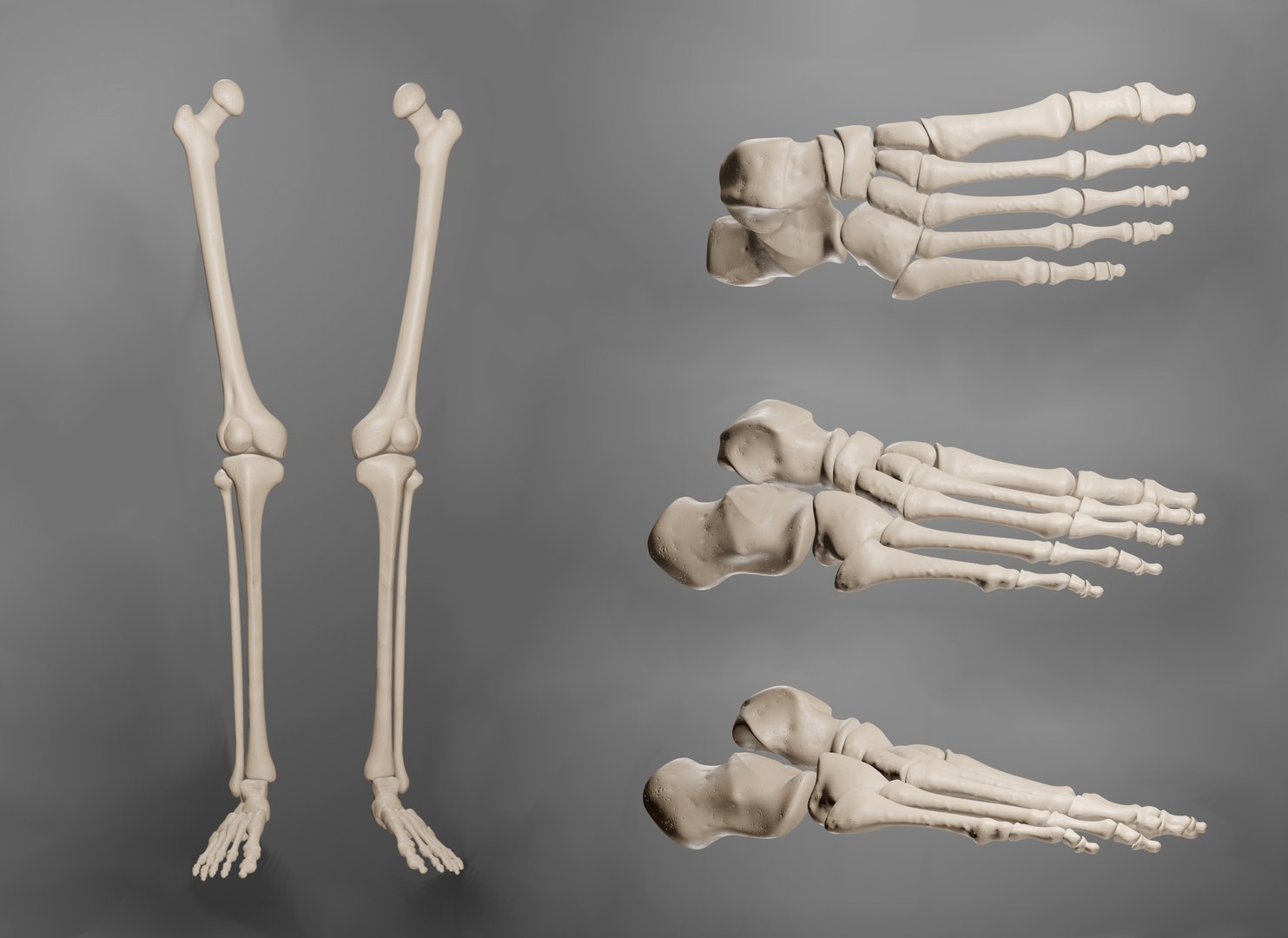 Bone Human Leg 3D Model - TurboSquid 1686219