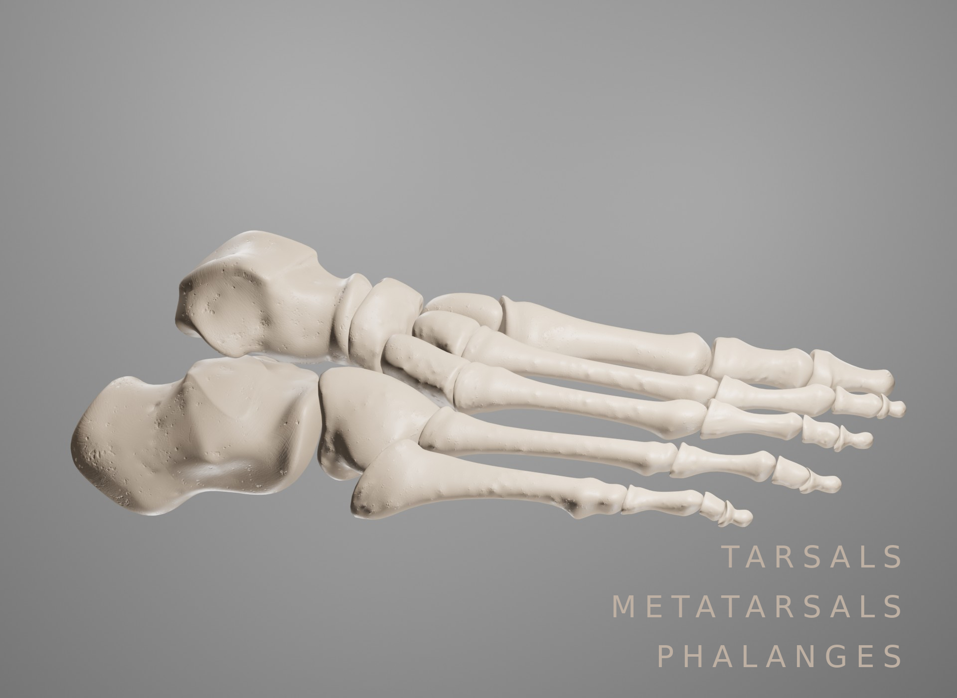 Bone Human Leg 3d Model - Turbosquid 1686219