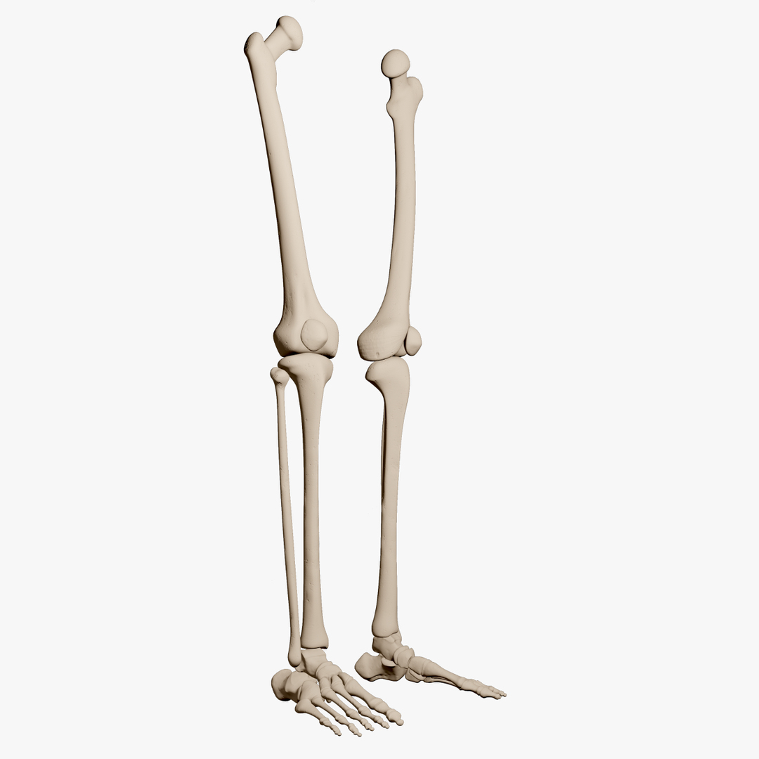 绘画教程：腿部骨骼的组成-普画网