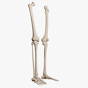 bone human leg 3D model
