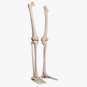 Human Leg Bones
