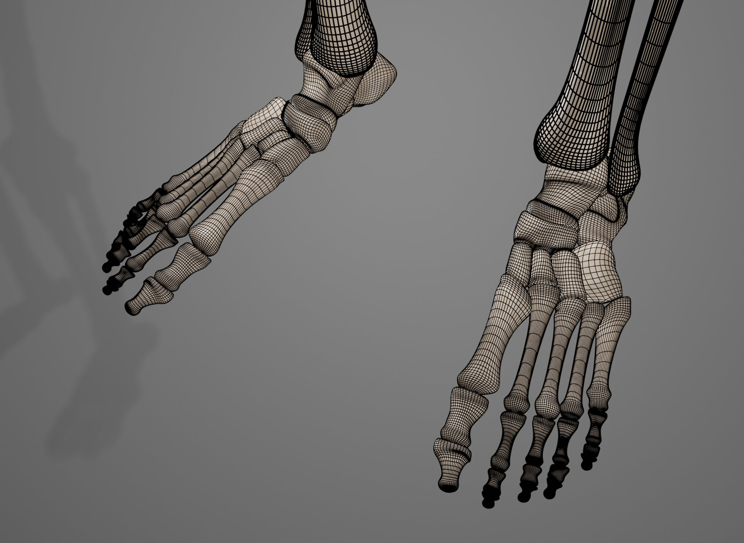 Bone human leg 3D model - TurboSquid 1686219