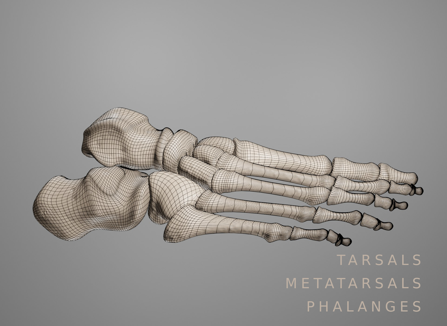 Bone human leg 3D model - TurboSquid 1686219