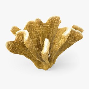 3D Policiapora Coral 01 model
