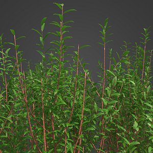 3D 2021 PBR Purple Willow Collection - Salix Purpurea
