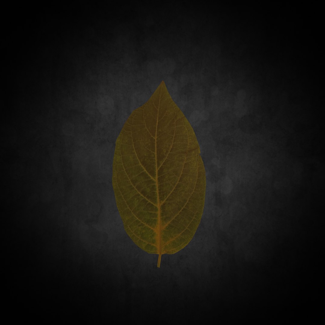 3D Low Poly Leaf 048 https://p.turbosquid.com/ts-thumb/v4/Mst9u2/2z/03/png/1644415009/1920x1080/fit_q87/04b5169df440b5f879903ba6ab9f36e3df6efede/03.jpg