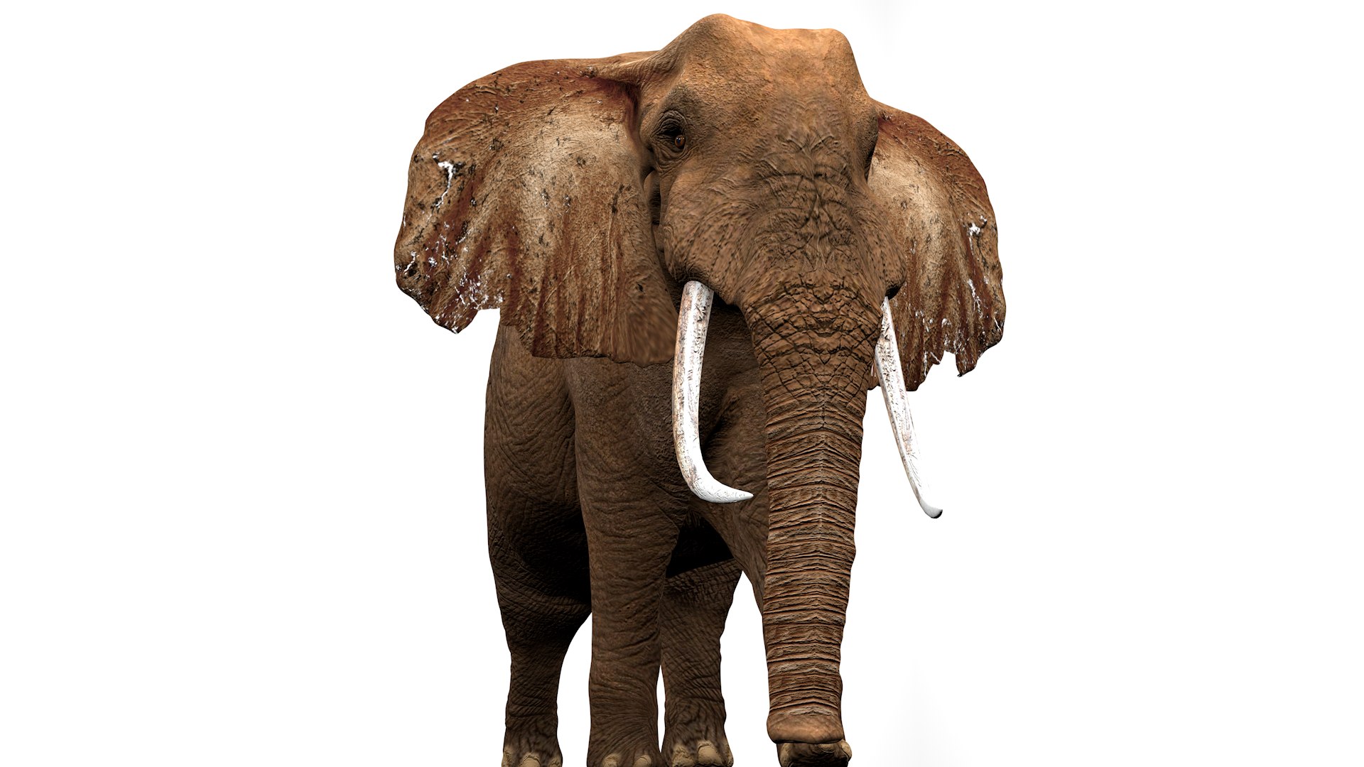 3D African Elephant RIGGED L2251 - TurboSquid 2316511
