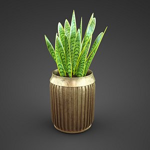home plant sansevieriya