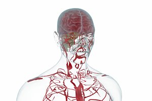 3D human organ model