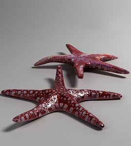 starfish
