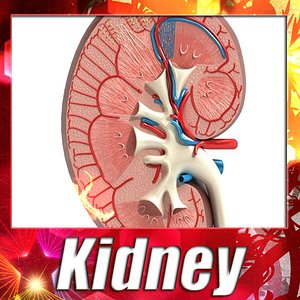 3dsmax kidney anatomy -