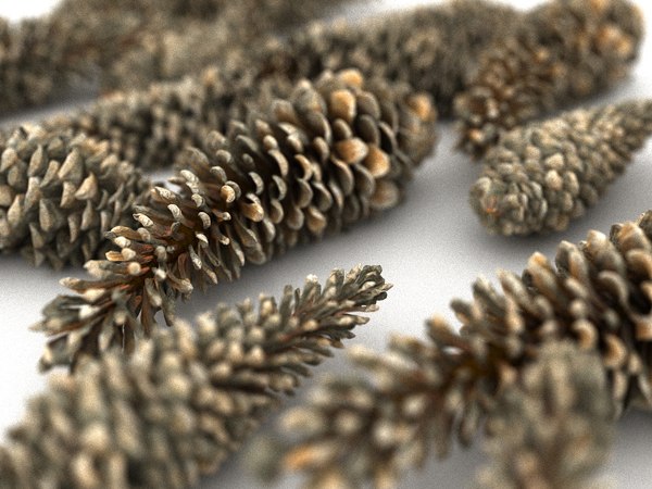 3D conifer cone ultra hd model