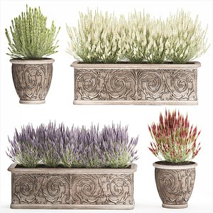 Wildflower bushes classic pot Calluna lavender rosemary set 3D