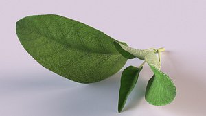 Sage sprig spice