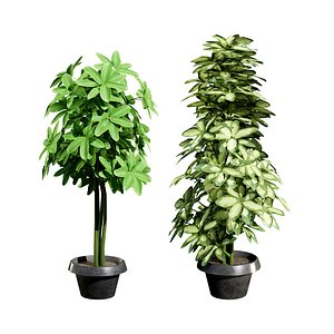 3D Two Potted Schefflera Plants - 3D Asset