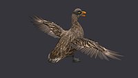 Duck wild duck mallard dabbling anas platyrhynchos
