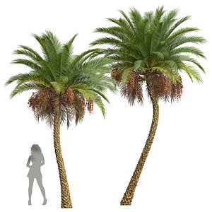 3D New Plant High detail Phoenix Sylvestris Fruit Meduim