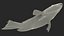 3D Chlorurus Gibbus model