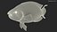 3D Chlorurus Gibbus model