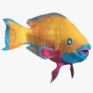 3D Chlorurus Gibbus model