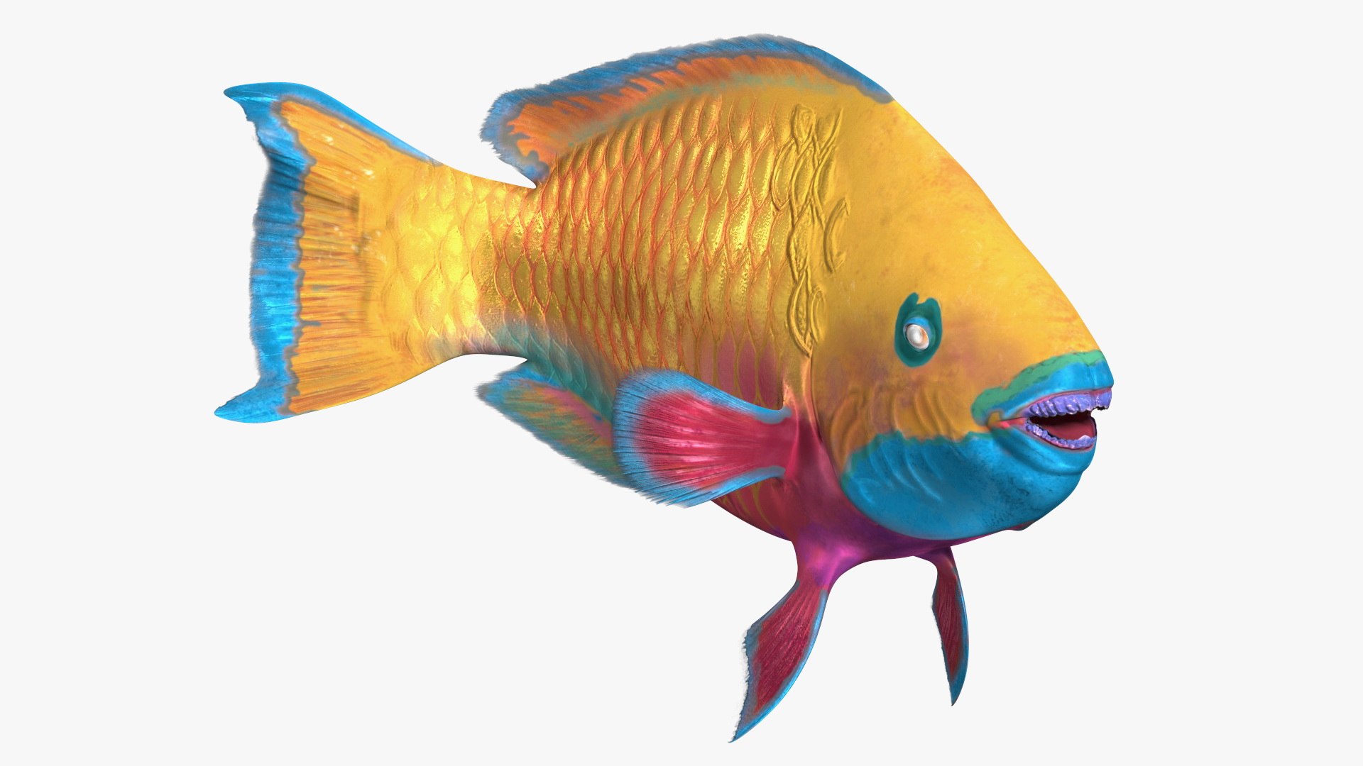 Chlorurus Gibbus 3D model preview