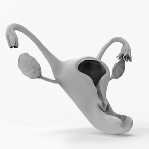 Female Uterus Reproductive System 3D print model