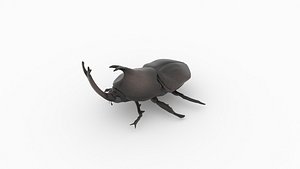rhinoceros beetle