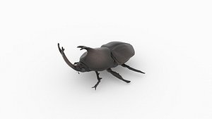 rhinoceros beetle