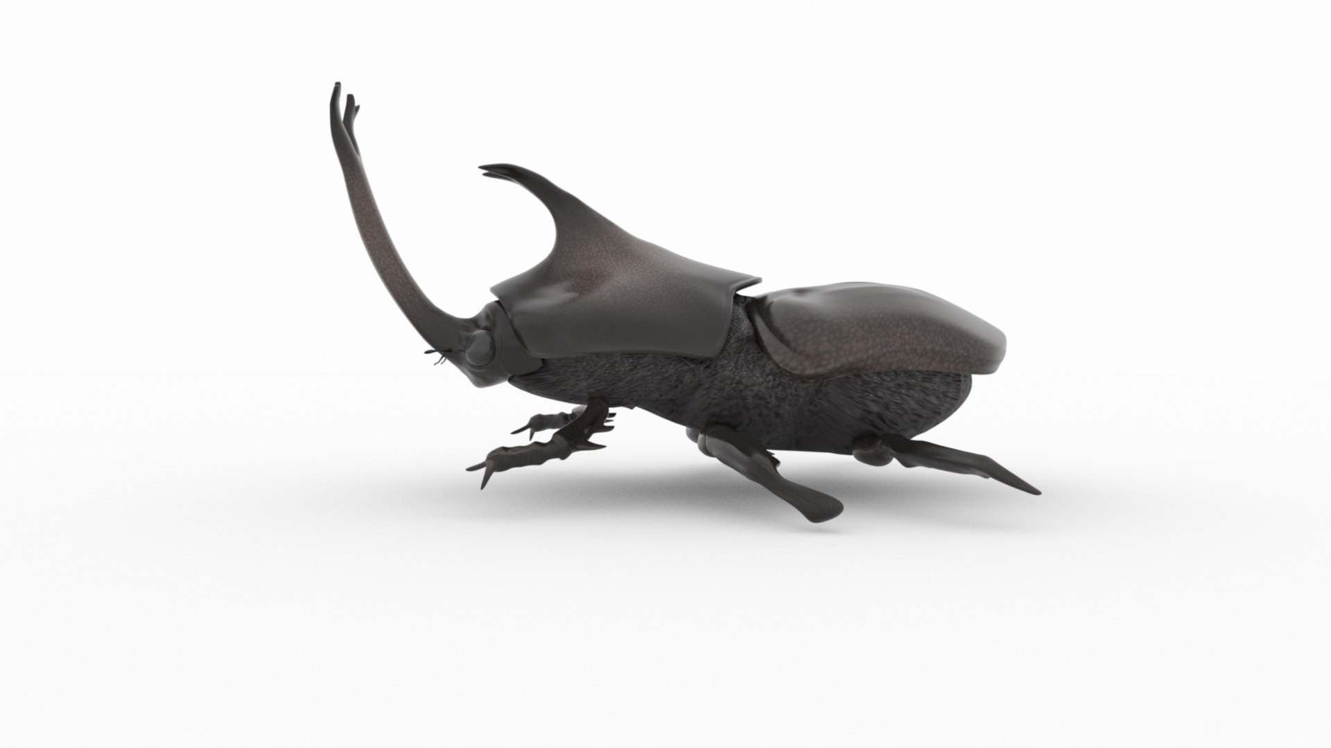 3D Rhinoceros Beetle - TurboSquid 2196611