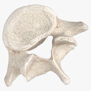 Real Lumbar Vertebrae L1 to L5 02 White