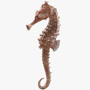 3D spotted seahorse hippocampus kuda
